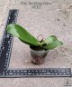 Phal. Tzu Chiang Chrisna 2.5" УЦЕНКА (мех. повр. листиков)