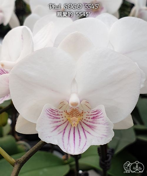 Phal. SOGO '5545' 3.0''