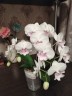 Phal. SOGO '5545' 3.0''