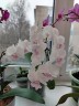 Phal. SOGO '5545' 3.0''