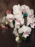 Phal. SOGO '5545' 3.0''