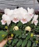 Phal. SOGO '5545' 3.0''