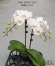 Phal. SOGO '5545' 3.0''