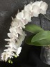 Phal. SOGO '5545' 3.0''