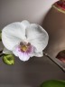 Phal. SOGO '5545' 3.0''