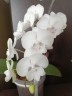 Phal. SOGO '5545' 3.0''