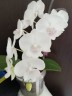Phal. SOGO '5545' 3.0''