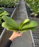 Phal. SOGO '5545' 3.0''