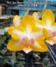 Phal. Yen Shuai Sweet Girl 'Promise' (peloric) 2.5'' УЦЕНКА (мех пов лист)