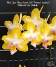 Phal. Yen Shuai Sweet Girl 'Promise' (peloric) 2.5'' УЦЕНКА (мех пов лист)