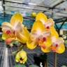 Phal. Yen Shuai Sweet Girl 'Promise' (peloric) 2.5'' УЦЕНКА (мех пов лист)