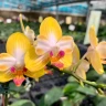 Phal. Yen Shuai Sweet Girl 'Promise' (peloric) 2.5'' УЦЕНКА (мех пов лист)