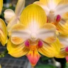 Phal. Yen Shuai Sweet Girl 'Promise' (peloric) 2.5'' УЦЕНКА (мех пов лист)