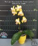 Phal. Yen Shuai Sweet Girl 'Promise' (peloric) 2.5'' УЦЕНКА (мех пов лист)