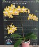 Phal. Yen Shuai Sweet Girl 'Promise' (peloric) 2.5'' УЦЕНКА (мех пов лист)