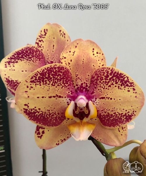 Phal. OX Luna Rosa '3066' 2.5'' УЦЕНКА (нет нижн. лист.)