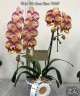 Phal. OX Luna Rosa '3066' 2.5'' УЦЕНКА (нет нижн. лист.)