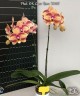 Phal. OX Luna Rosa '3066' 2.5'' УЦЕНКА (нет нижн. лист.)