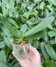 Phal. OX Luna Rosa '3066' 2.5'' УЦЕНКА (нет нижн. лист.)