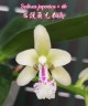 Sedirea japonica × sib 1.7"