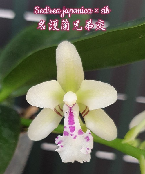 Sedirea japonica × sib 1.7"