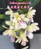 Sedirea japonica × sib 1.7"
