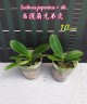 Sedirea japonica × sib 1.7"