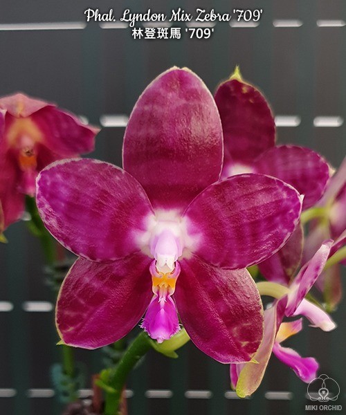 Phal. Lyndon Mix Zebra '709' 2.5''