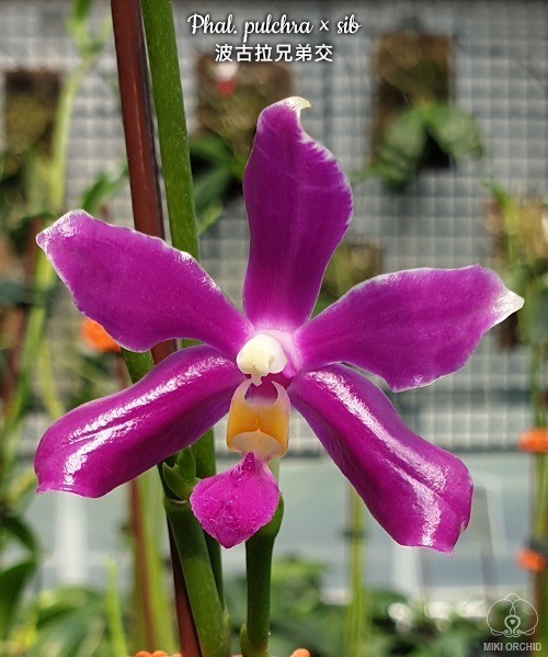 Phal. pulchra × sib 2.5''