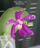 Phal. pulchra × sib 2.5''