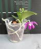 Phal. pulchra × sib 2.5''