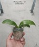 Phal. pulchra × sib 2.5''