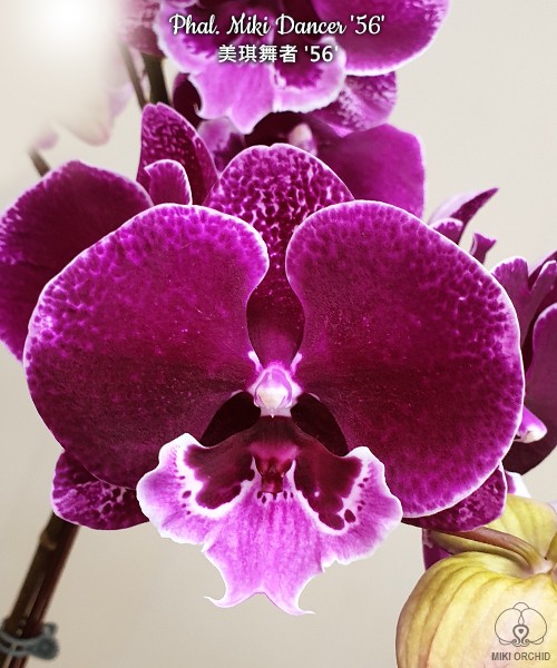 Phal. Miki Dancer '56' 2.5''