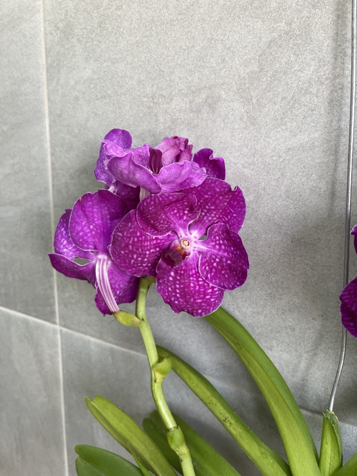 Ванда Ванда Purple 858 (2 цветоноса)