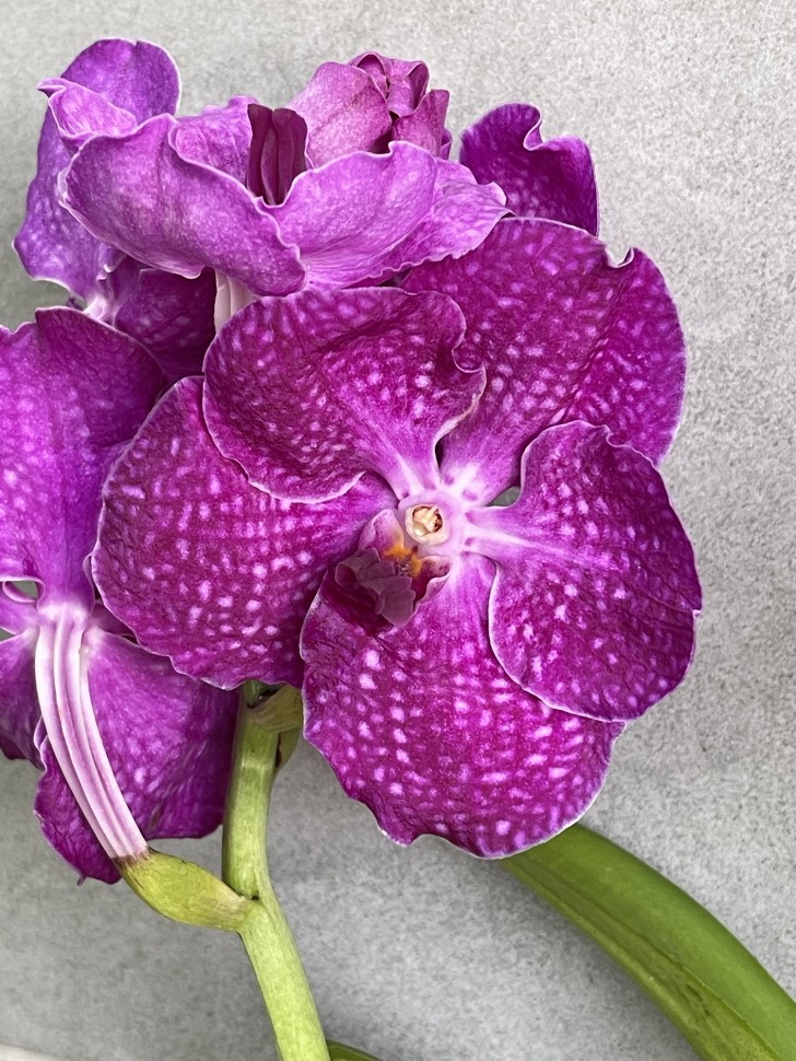 Ванда Ванда Purple 858 (2 цветоноса)