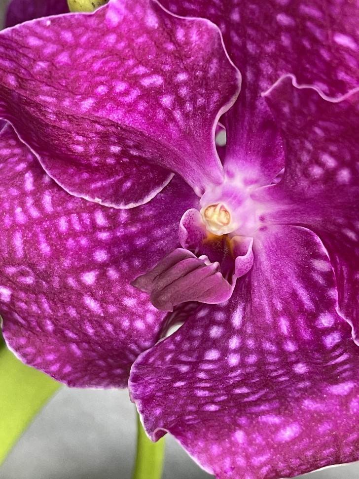 Ванда Ванда Purple 858 (2 цветоноса)