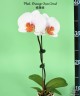 Phal. Orange-Sun Coral 2.5''