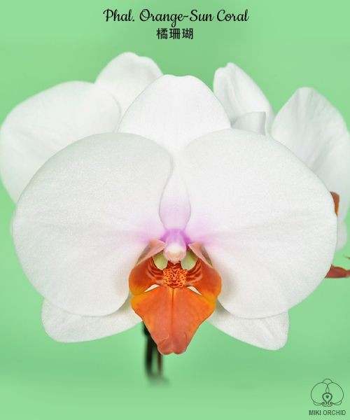 Phal. Orange-Sun Coral 2.5''