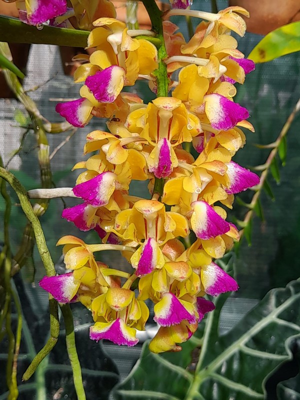 Aer. houlletiana × sib 2.5"