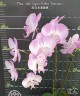 Phal. Miki Super Robin 'Romance' 2.5''