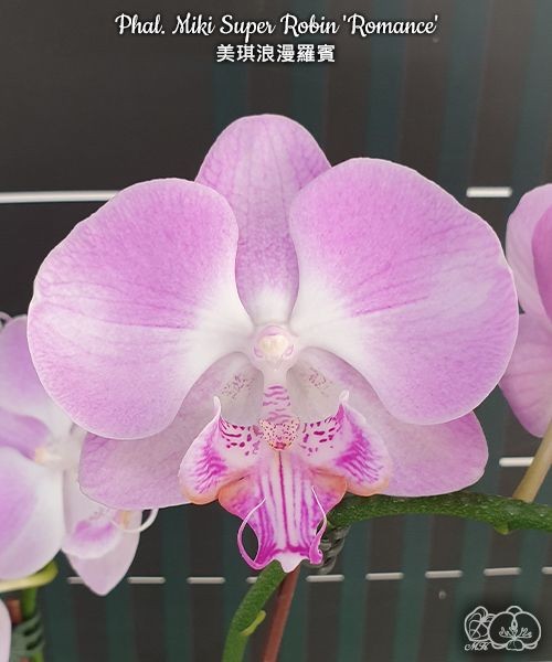 Phal. Miki Super Robin 'Romance' 2.5''
