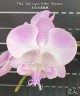 Phal. Miki Super Robin 'Romance' 2.5''