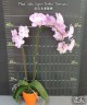 Phal. Miki Super Robin 'Romance' 2.5''