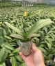 Phal. Miki Super Robin 'Romance' 2.5''