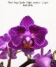 Phal. Sogo Yenlin 'Coffee' (variegata & 2 eyes) 2.5'' УЦЕНКА (нет нижн. лист)