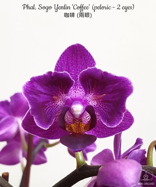Phal. Sogo Yenlin 'Coffee' (variegata & 2 eyes) 2.5'' УЦЕНКА (нет нижн. лист)