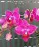 Phal. Sogo Yenlin 'Coffee' (variegata & 2 eyes) 2.5'' УЦЕНКА (нет нижн. лист)