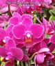Phal. Sogo Yenlin 'Coffee' (variegata & 2 eyes) 2.5'' УЦЕНКА (нет нижн. лист)