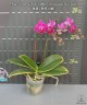 Phal. Sogo Yenlin 'Coffee' (variegata & 2 eyes) 2.5'' УЦЕНКА (нет нижн. лист)