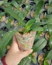 Phal. Lioulin Wild Cat 'Black' 2.5"
